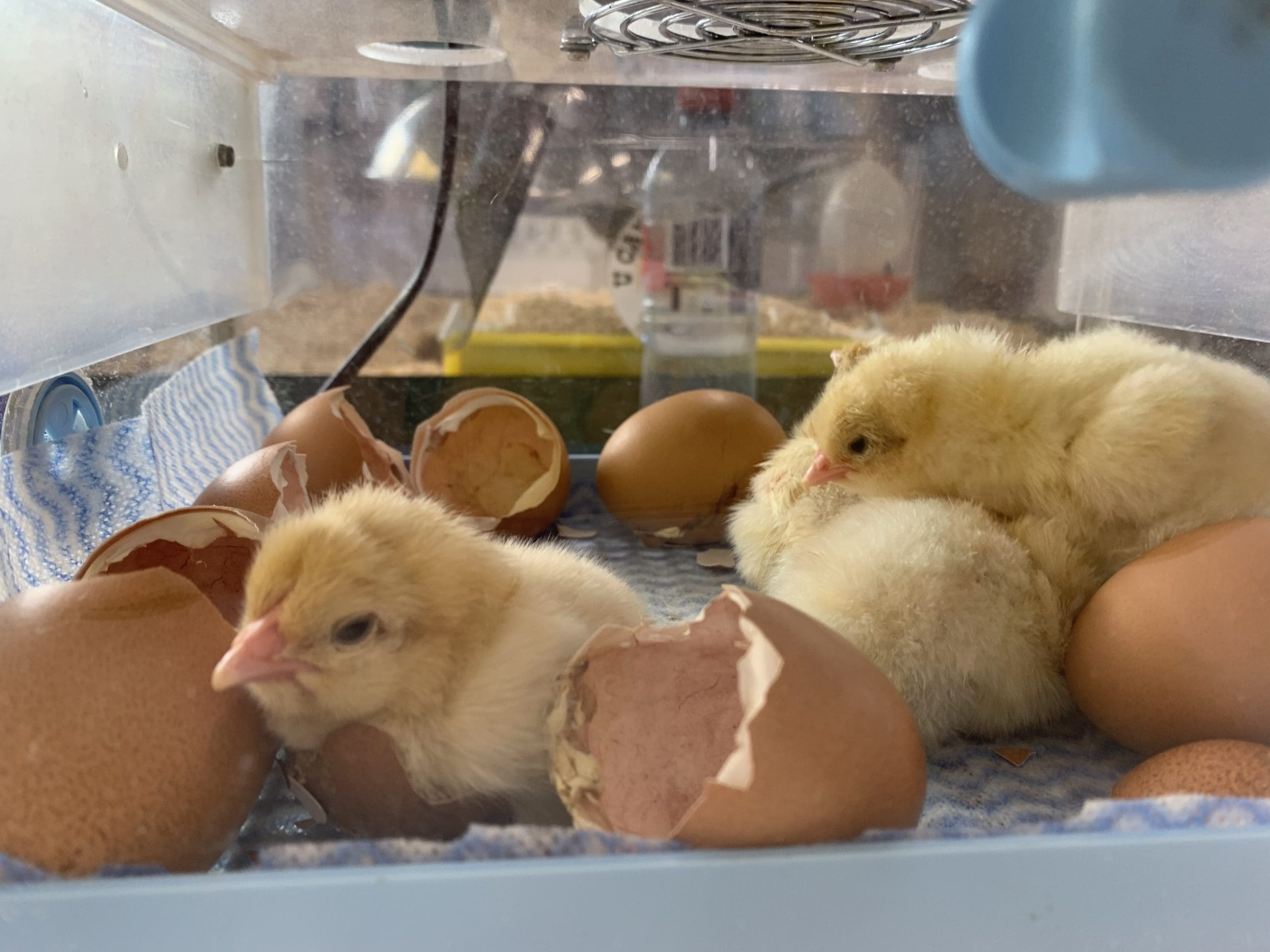 Did Mammals Evolve From Chickens? (The Science Explained) - 4fjulno